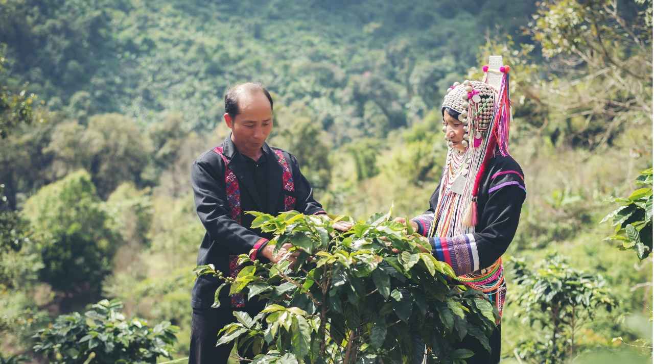 Yemeni Coffee Beans In Coffee Capsules: A Taste Of Ancient Arabia